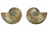 Cut & Polished, Agatized Ammonite Fossil - Madagascar #191601-1